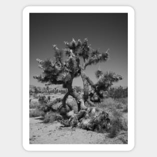 Joshua Tree Photography V4 Sticker